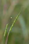 Itchgrass